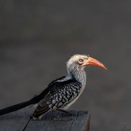 Buffelshoek Tented Camp Rezervace Manyeleti Exteriér fotografie