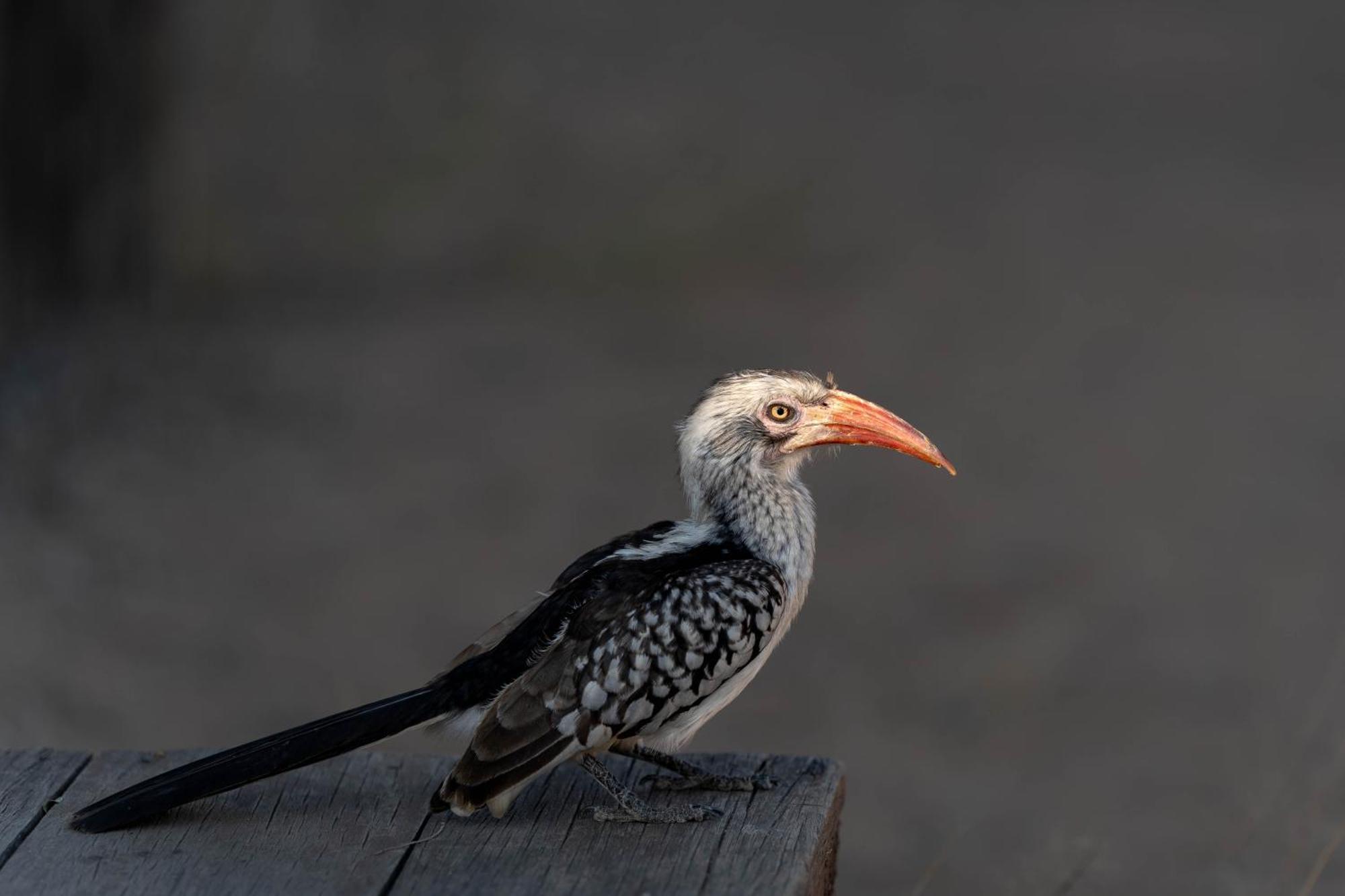 Buffelshoek Tented Camp Rezervace Manyeleti Exteriér fotografie