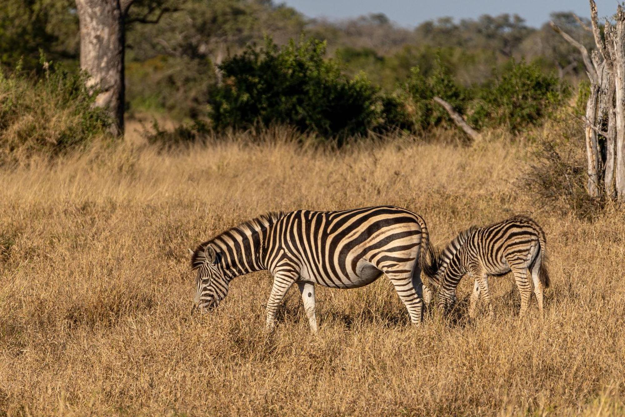 Buffelshoek Tented Camp Rezervace Manyeleti Exteriér fotografie