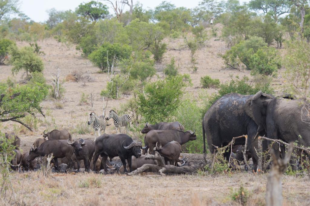 Buffelshoek Tented Camp Rezervace Manyeleti Exteriér fotografie
