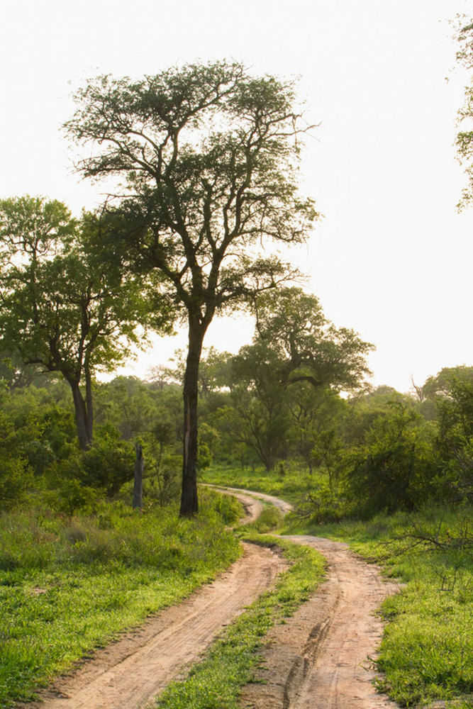Buffelshoek Tented Camp Rezervace Manyeleti Exteriér fotografie
